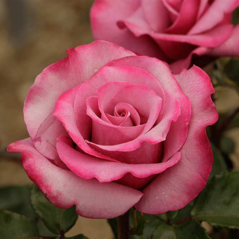 Barbra Streisand Hybrid Tea Rose - Hybrid Tea Roses