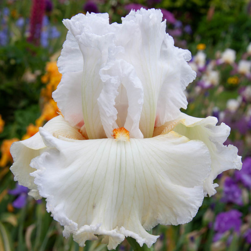 Catch a Star Bearded Iris– Shop Iris