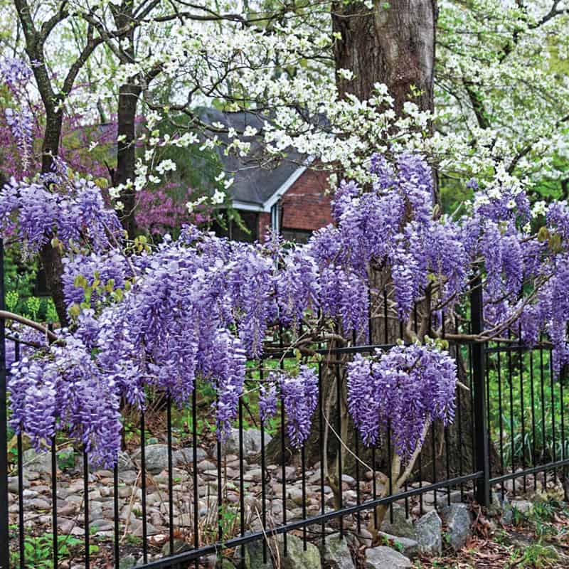 Blue Moon Reblooming Wisteria Plant