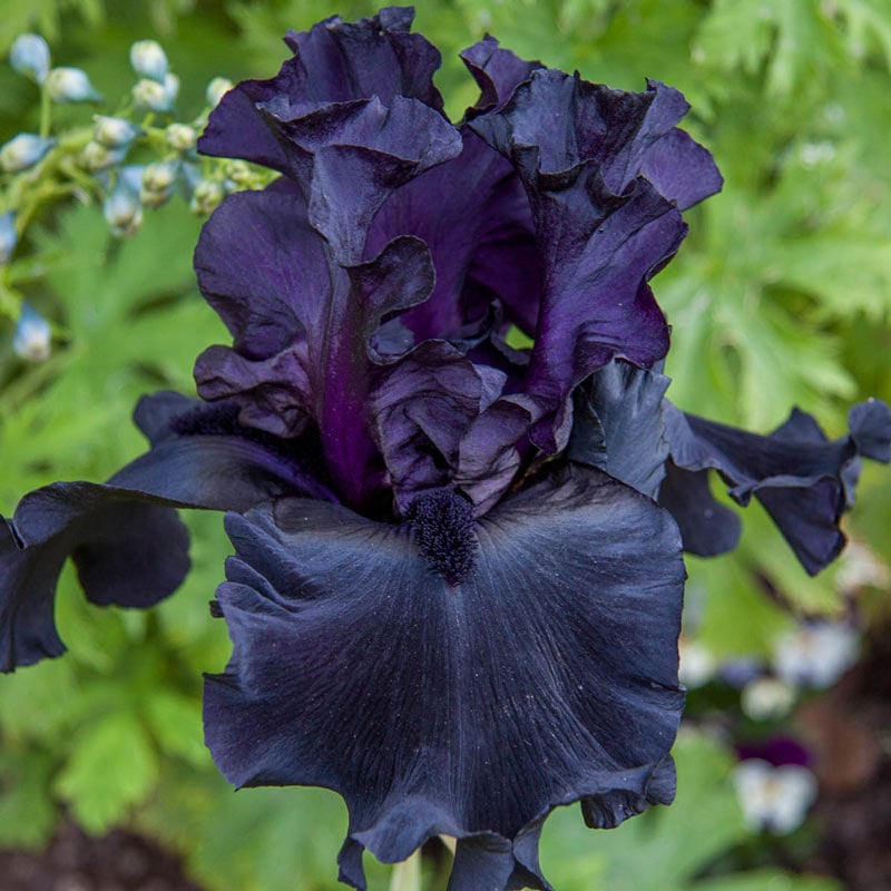 Black Suited Bearded Iris - Buy Irises