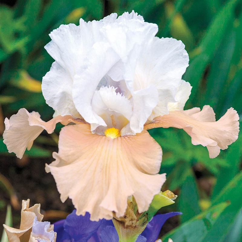 Champagne Elegance Reblooming Iris