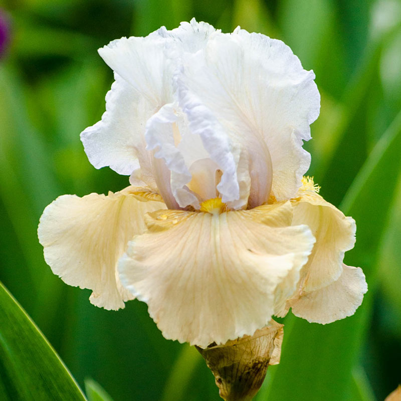 Champagne Elegance Reblooming Iris