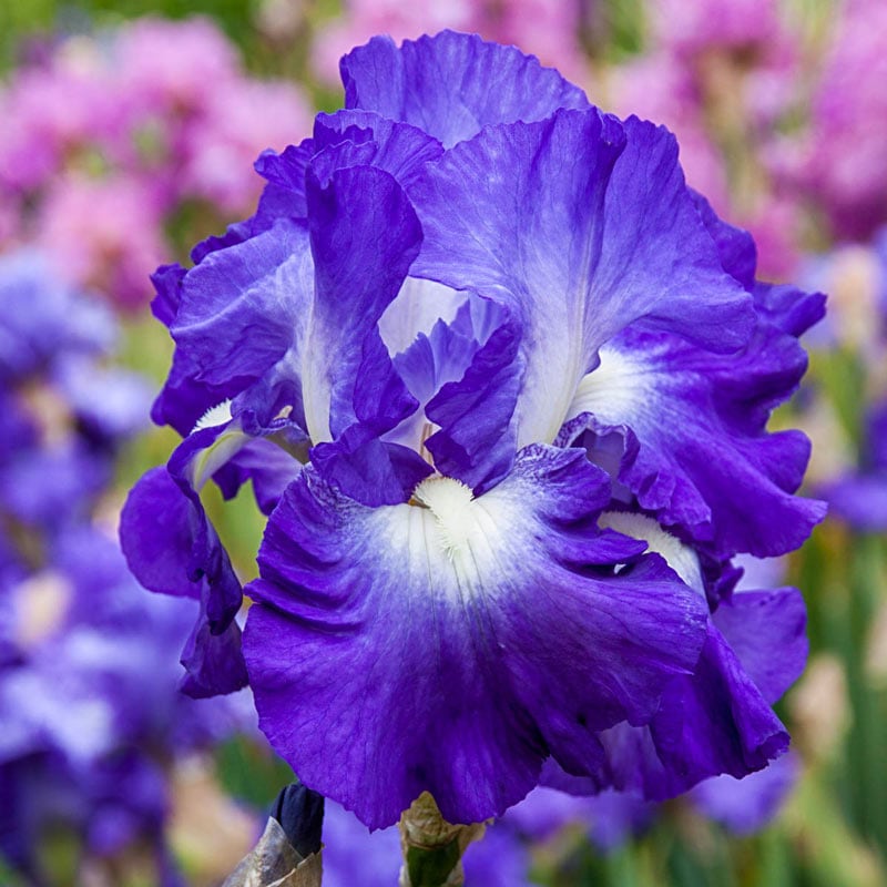 City Lights Reblooming Iris