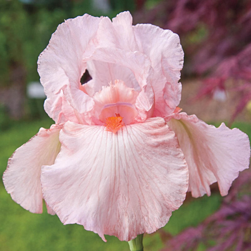 Pink Attraction Reblooming KickStart™ Iris