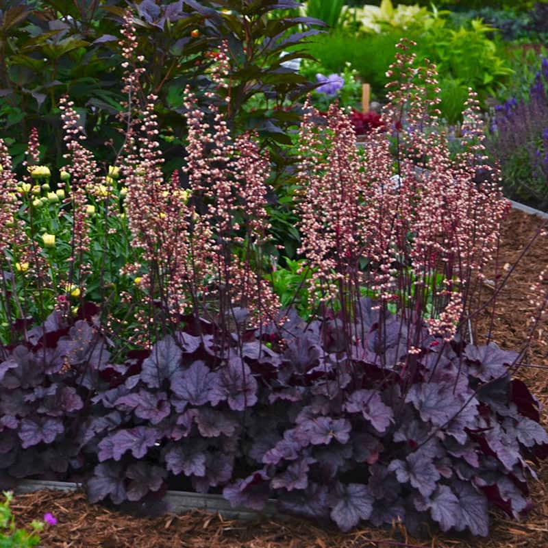 Grape Expectations Heuchera