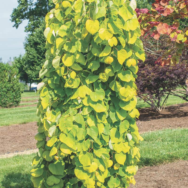 Golden Falls™ Redbud Tree - Shop Flowering Trees