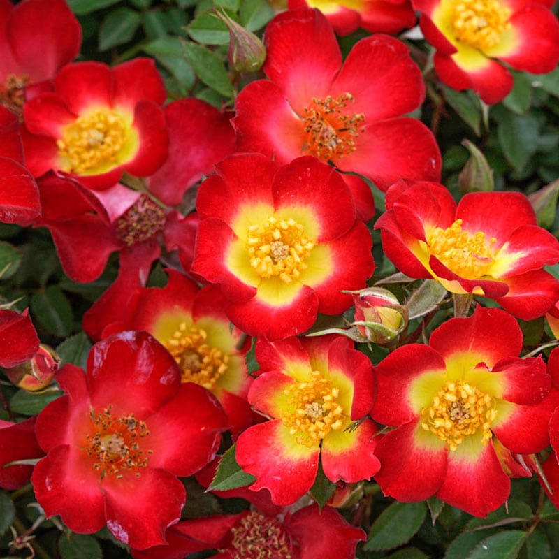 Playful Happy Trails Groundcover Rose