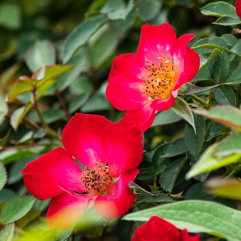 Playful Happy Trails Groundcover Rose