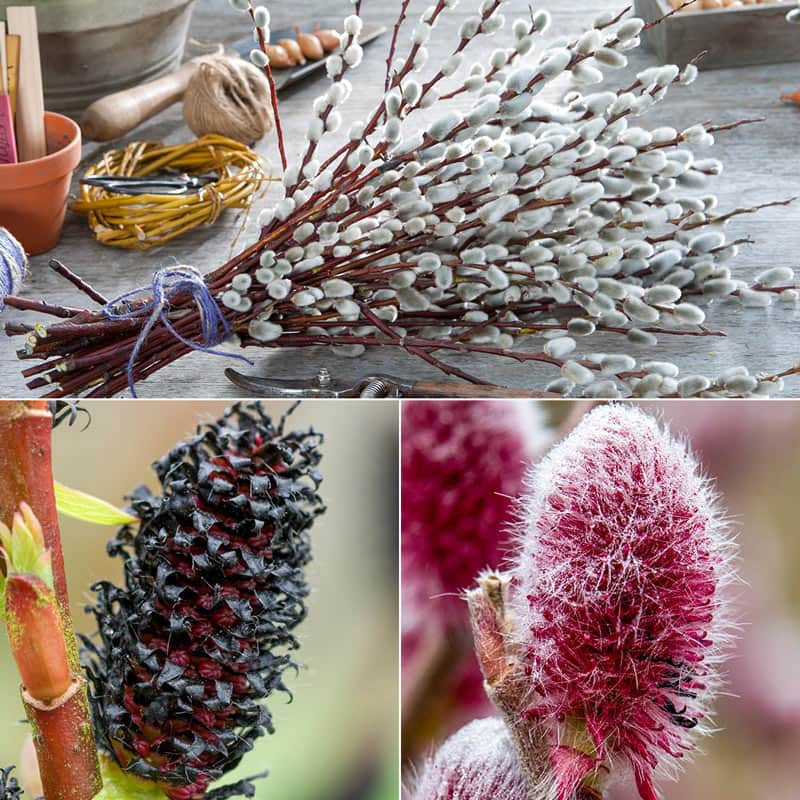 Florists Decorative Willow Trio - Pussy Willow Plants