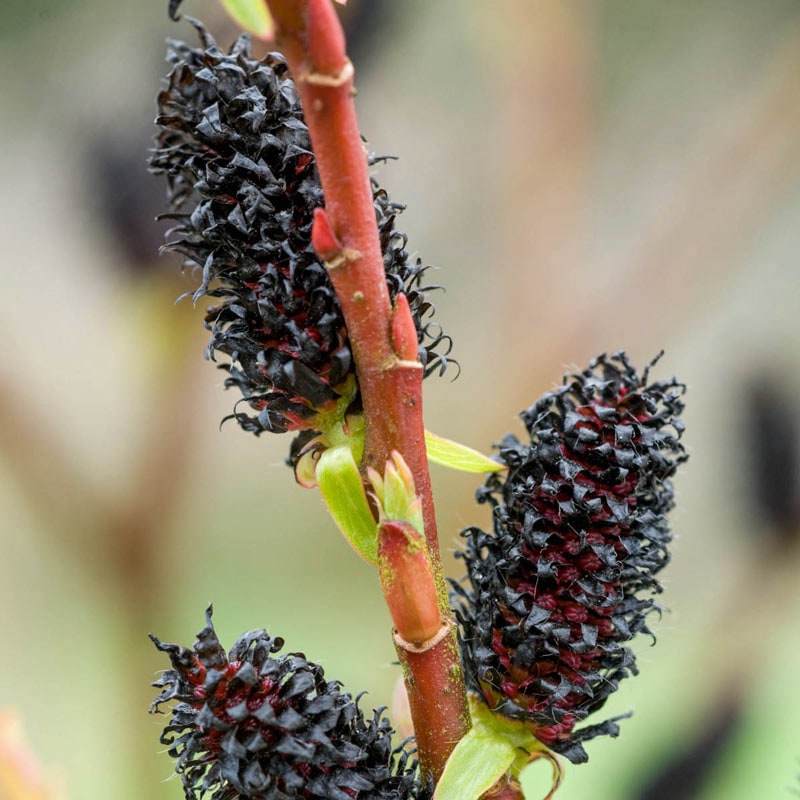 Florists Decorative Willow Trio - Pussy Willow Plants