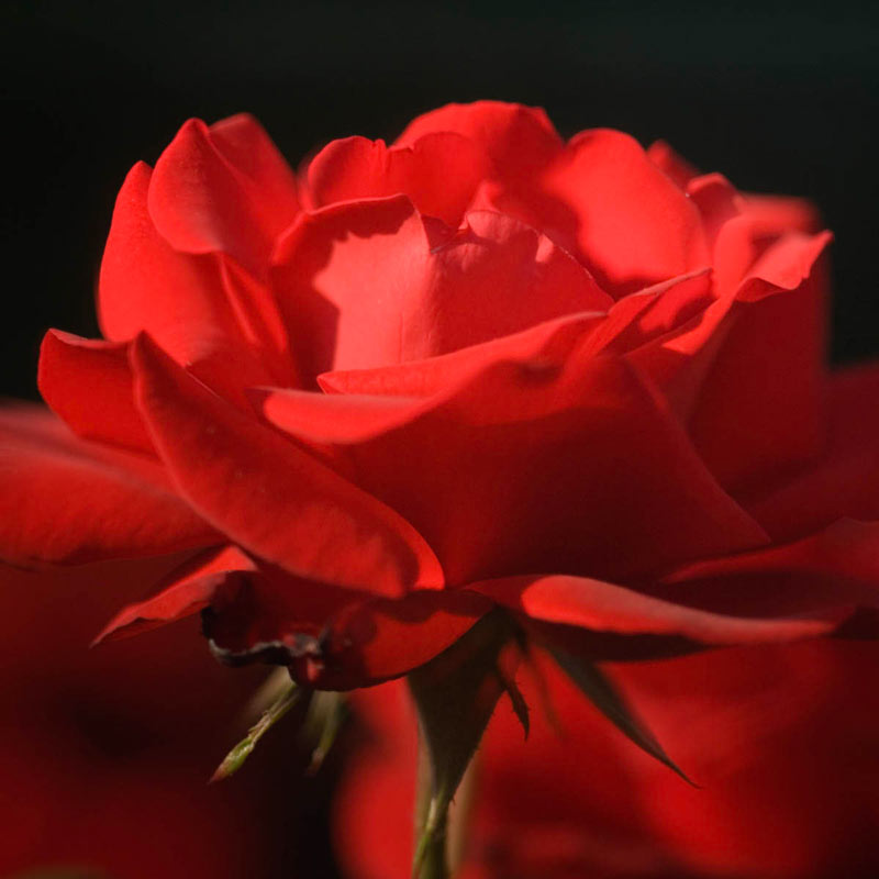 Dublin Bay Climbing Rose