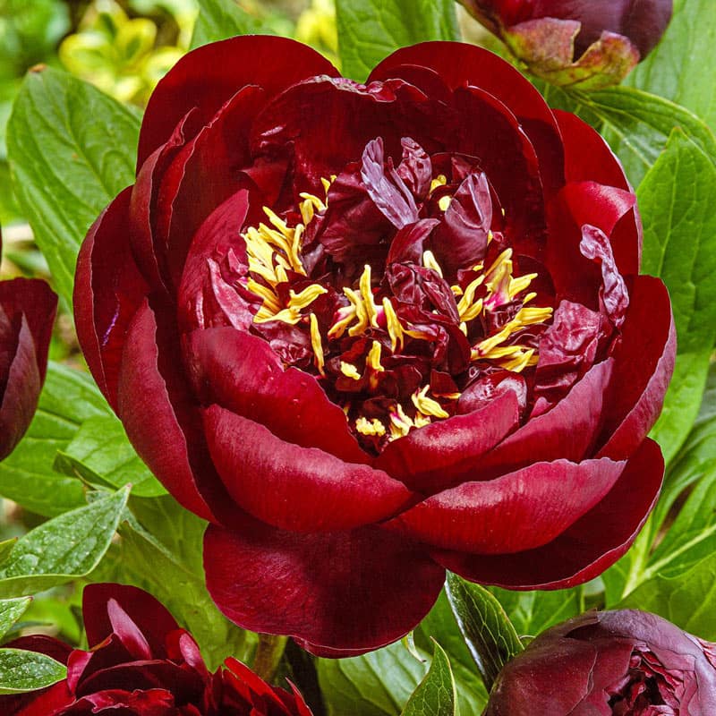 Buckeye Belle Peony