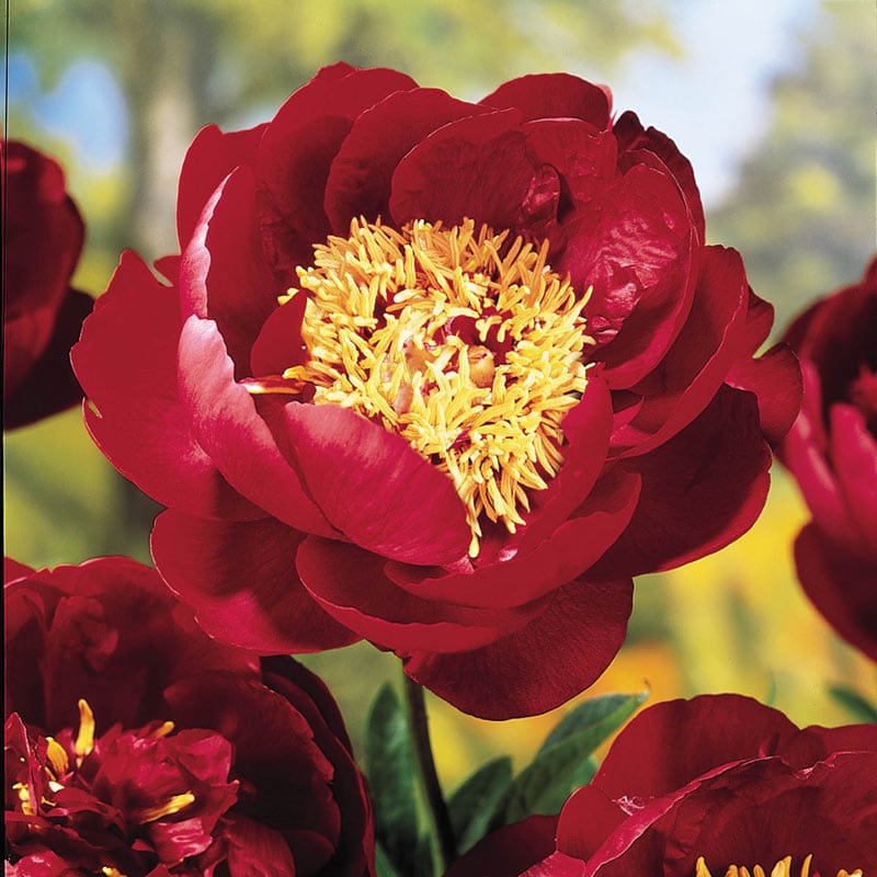 Buckeye Belle Peony