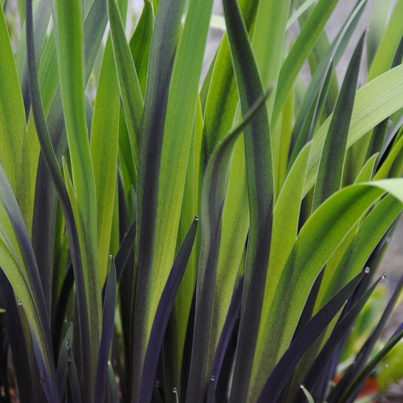 Purple Flame Iris