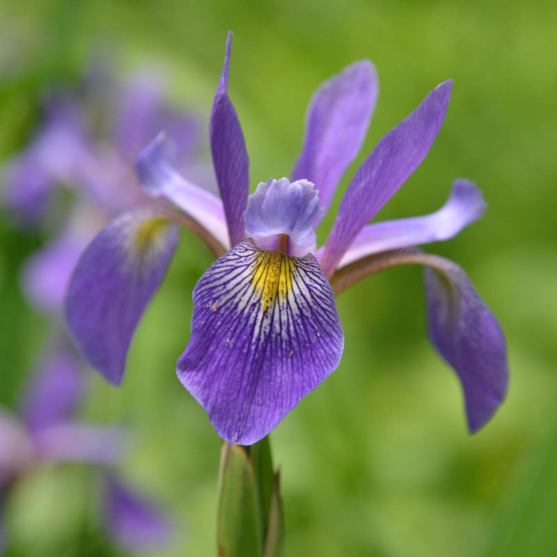 Purple Flame Iris