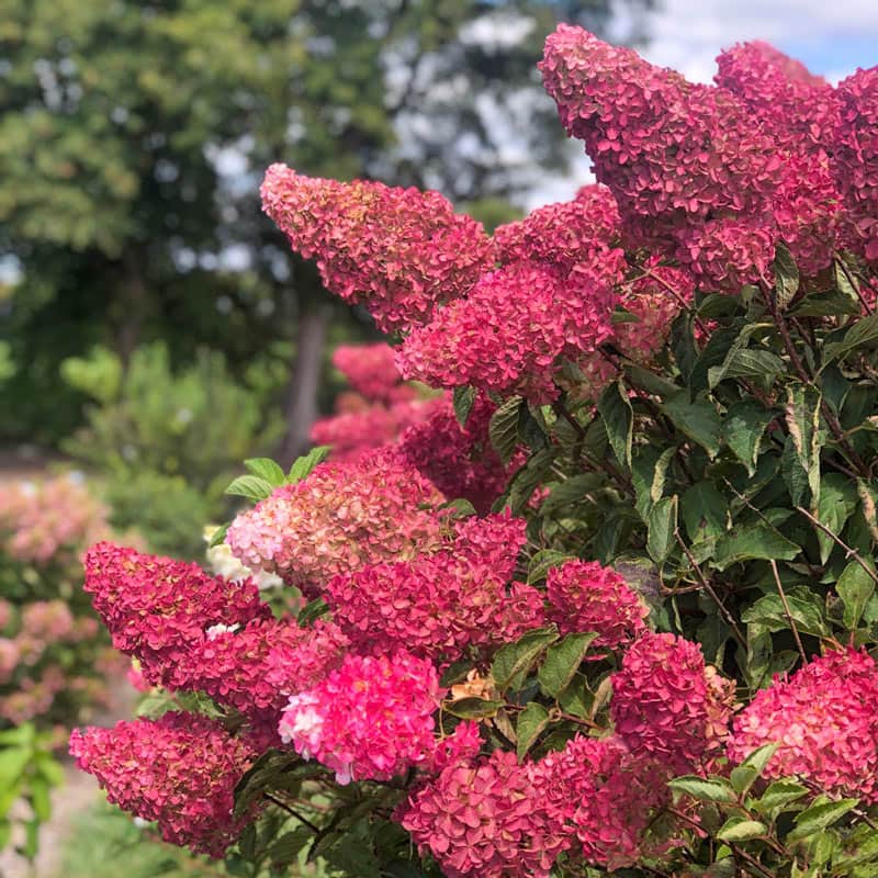 Berry White Hydrangea