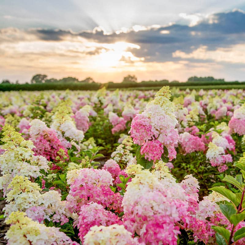 Berry White Hydrangea