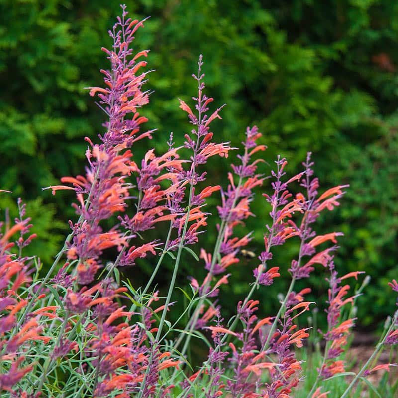 Apache Sunset Hummingbird Mint