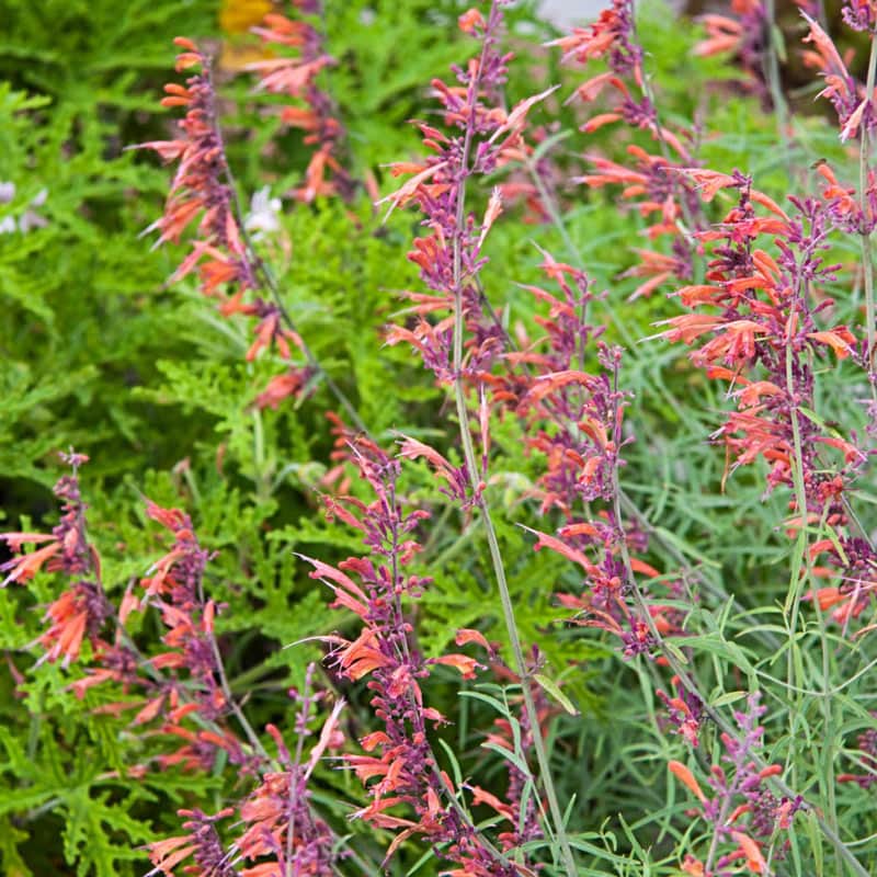 Apache Sunset Hummingbird Mint