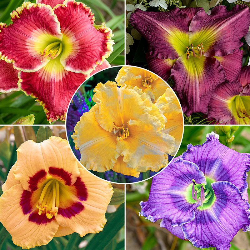 Color POP Reblooming Daylily Collection