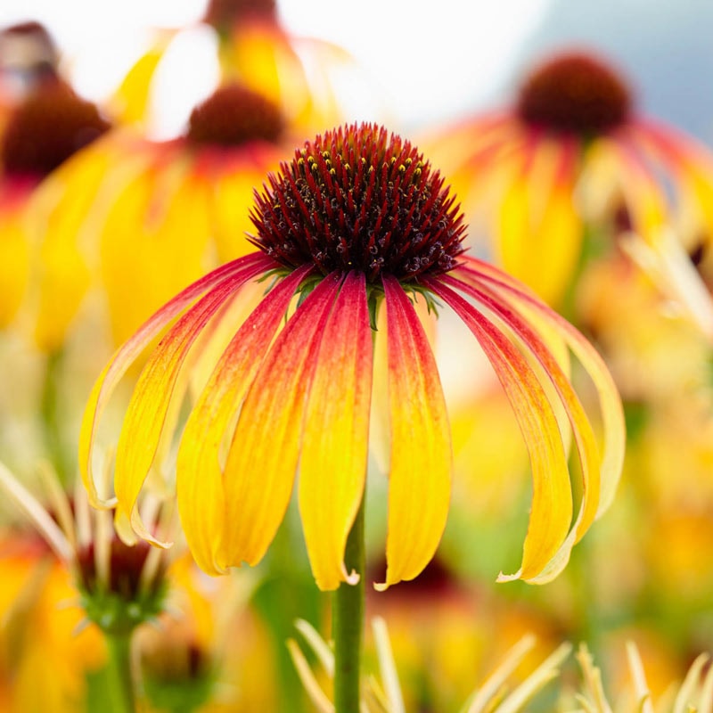 Fiery Meadow Mama Coneflower