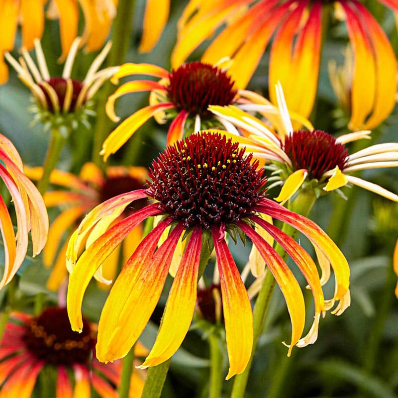 Fiery Meadow Mama Coneflower