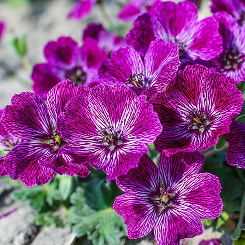 Jolly Jewel Lilac Geranium