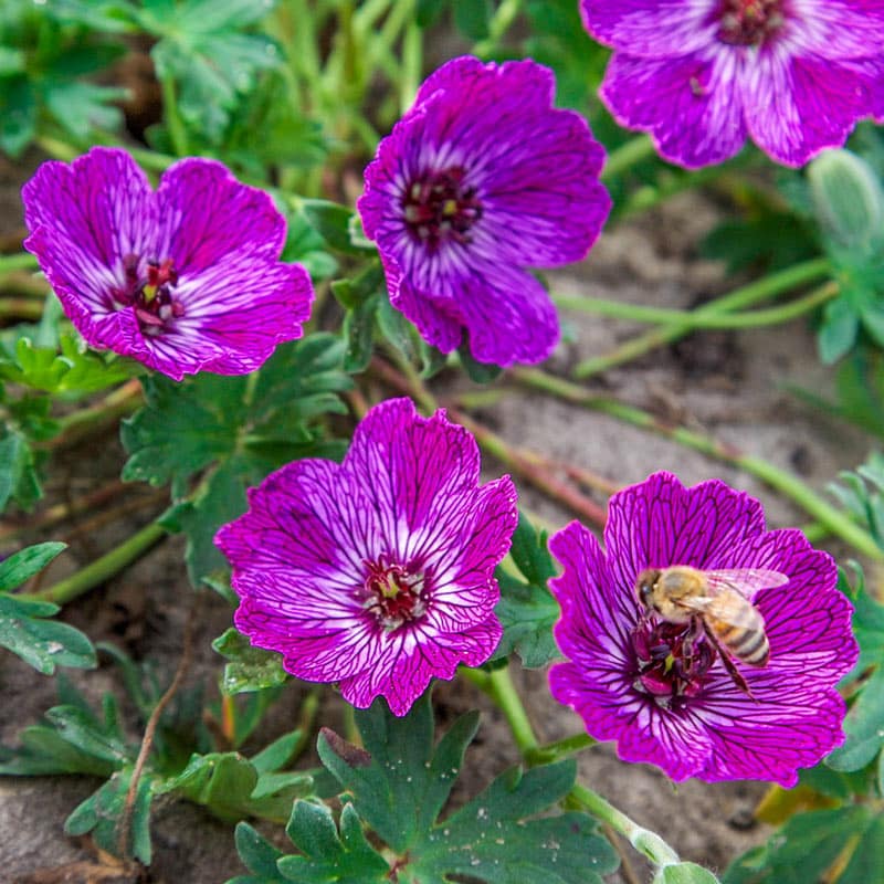 Jolly Jewel Lilac Geranium