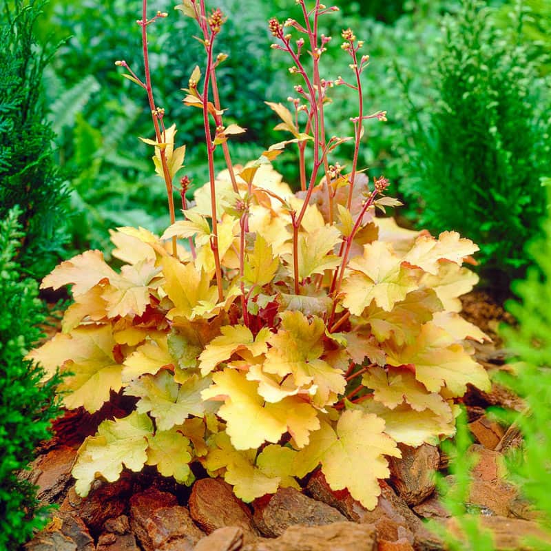 Amber Waves Coral Bells