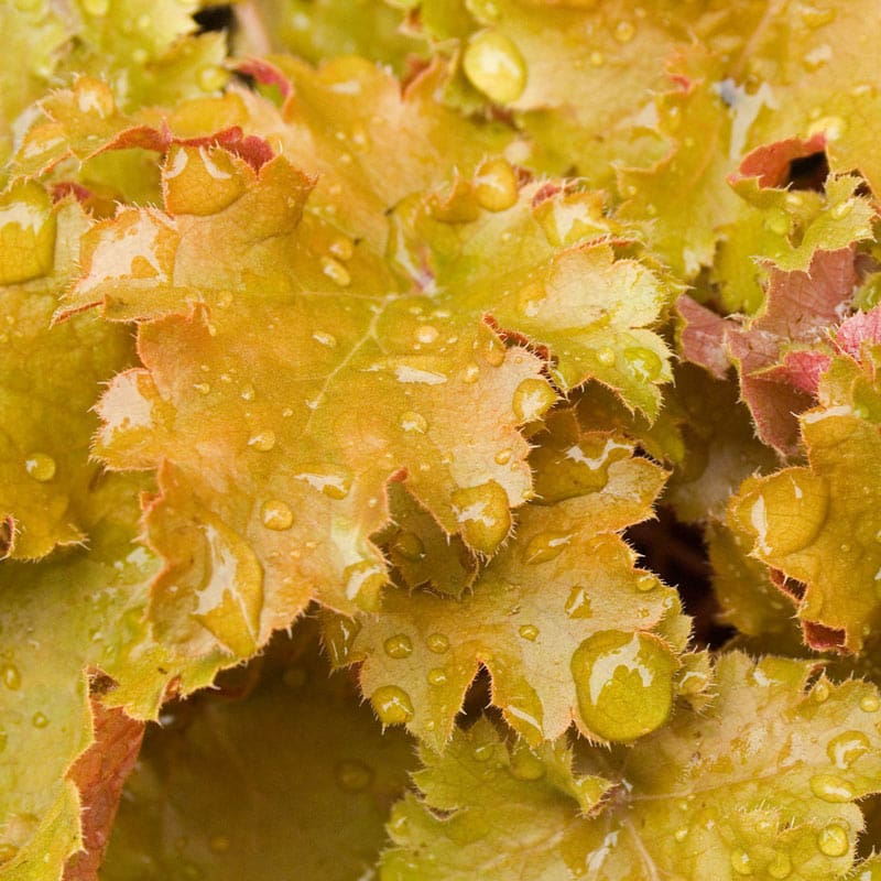 Amber Waves Coral Bells