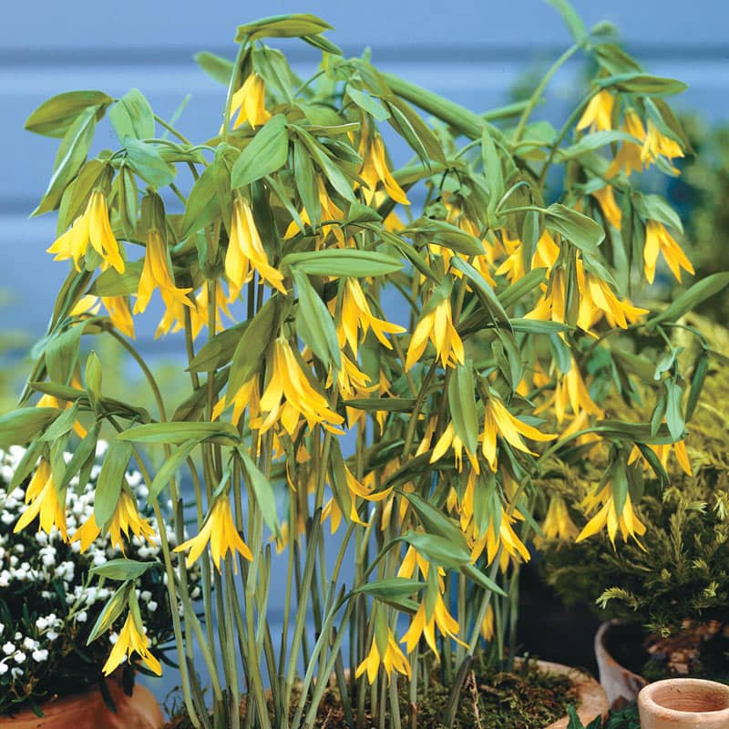 Native Yellow Bellflower