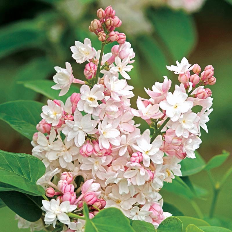 Beauty of Moscow Lilac - Shop Lilacs