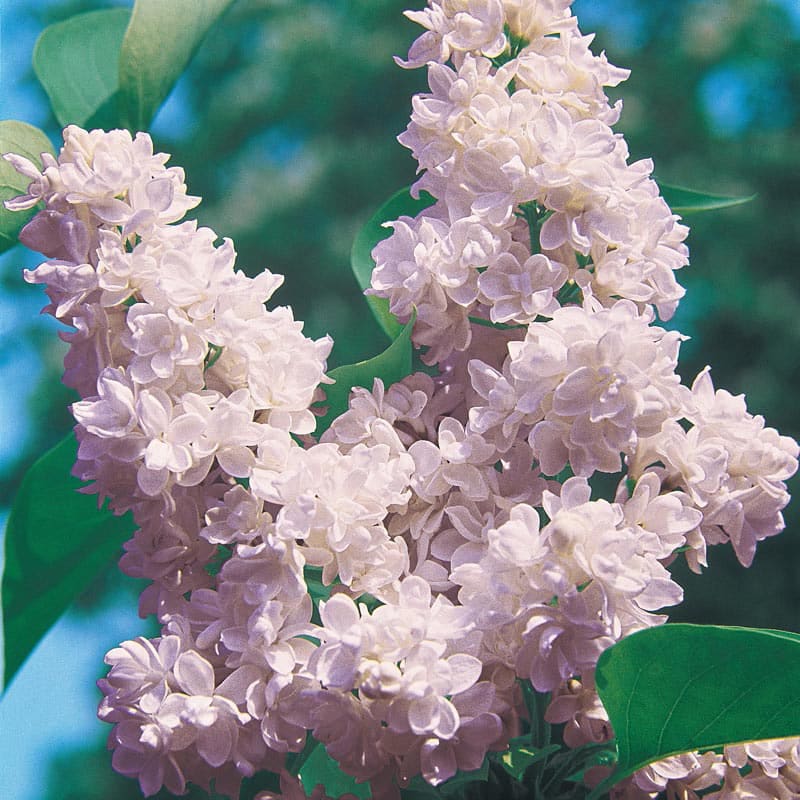 Beauty of Moscow Lilac - Shop Lilacs