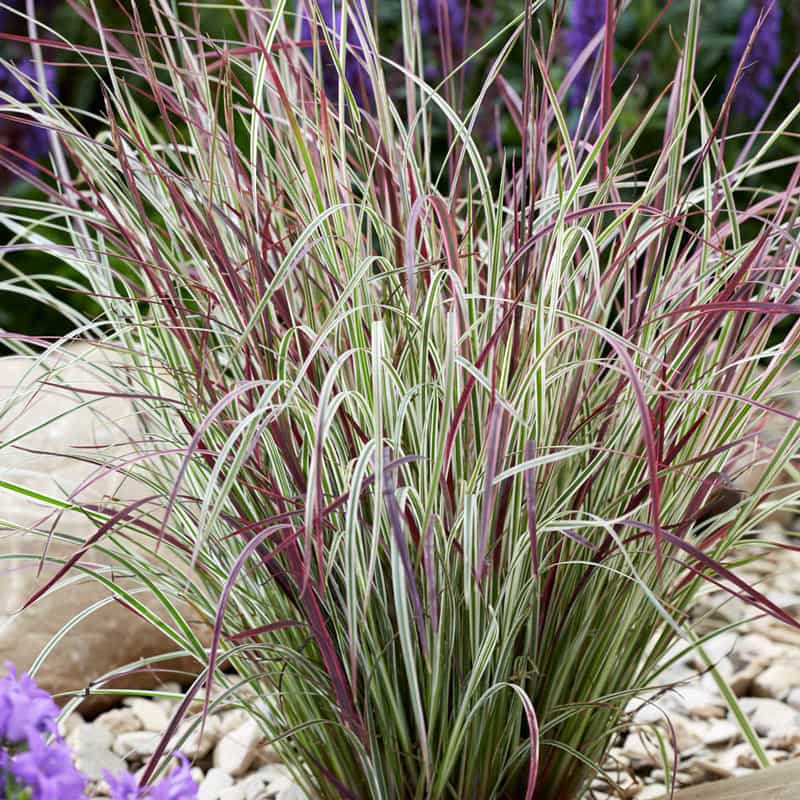 Chameleon Variegated Little Bluestem