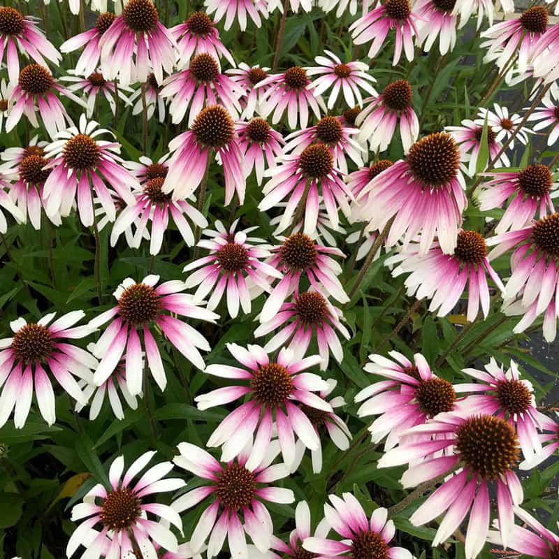 Pretty Parasols Coneflower