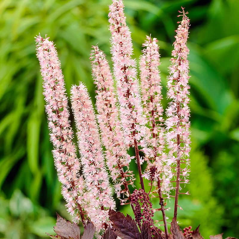 Pink Spike Cimicifuga