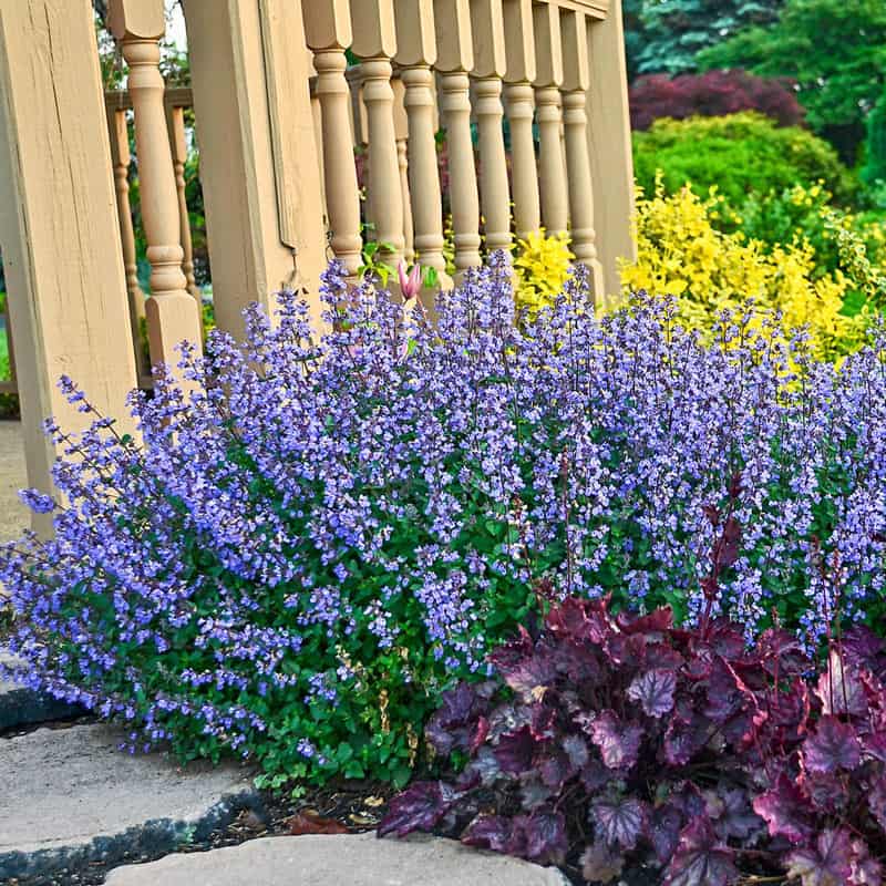 Purrsian Blue Catmint