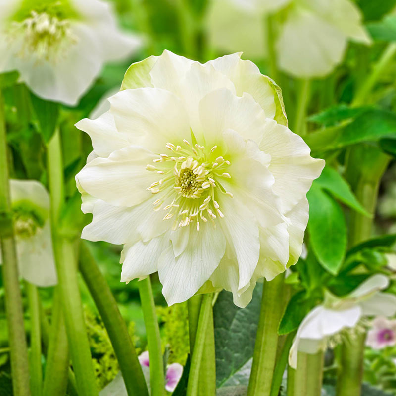 Great White Double Hellebore - Shop Hellebore