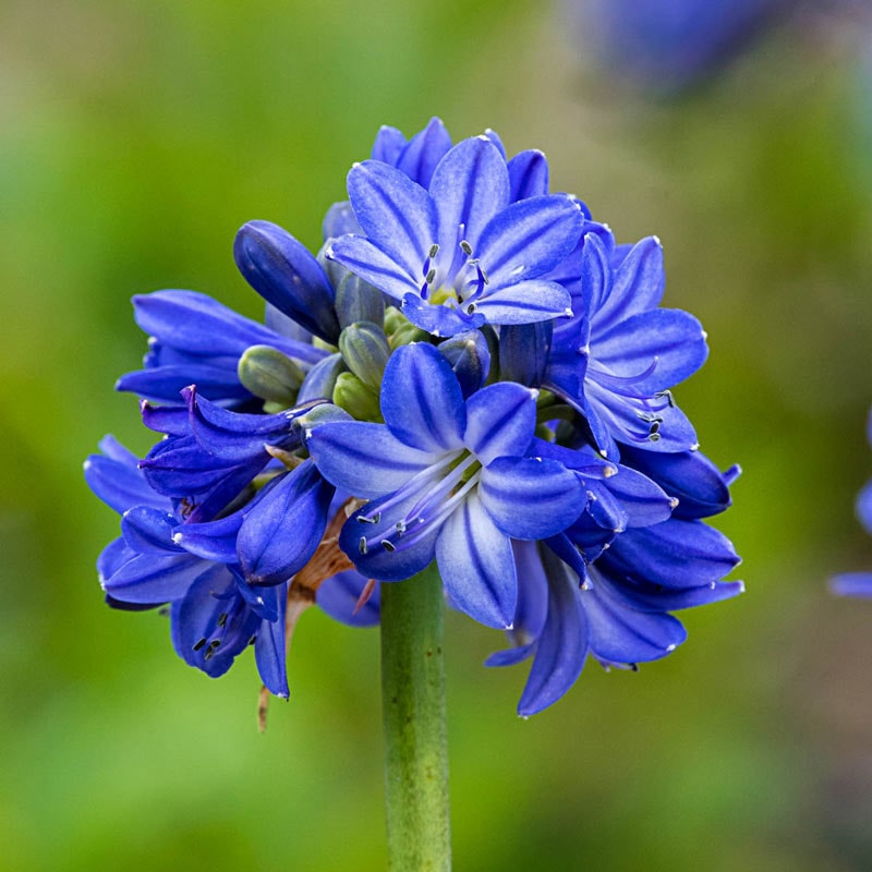 Galaxy Blue Agapanthus