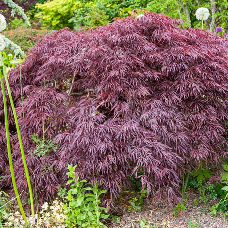 Crimson Queen Japanese Maple Tree - Shop Shade Trees