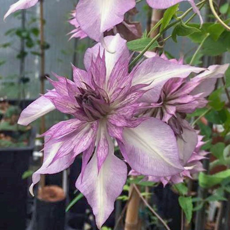 Lady Kyoko Clematis