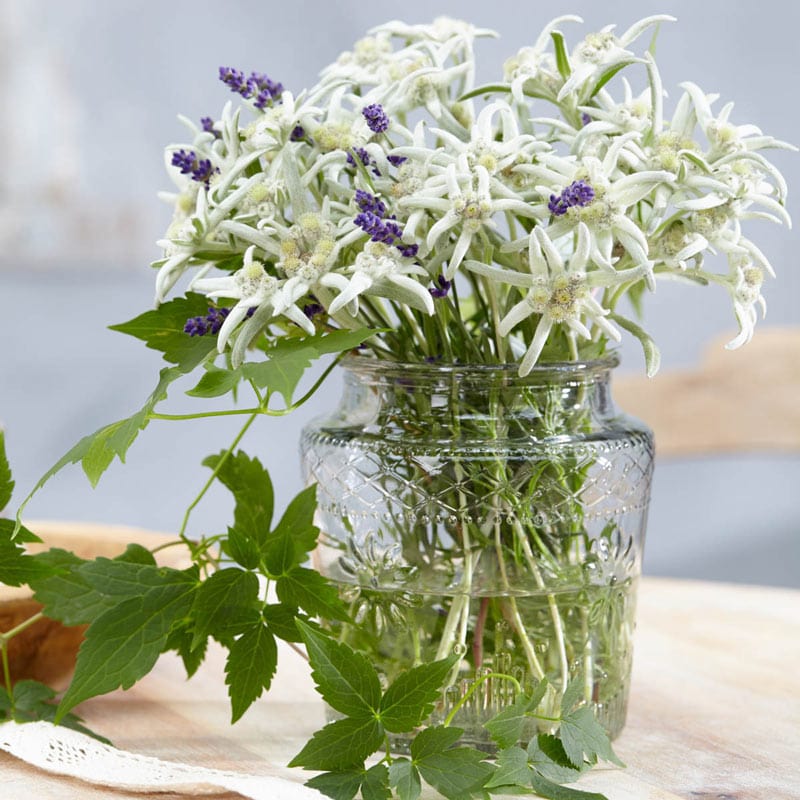 Blossom of the Snow Edelweiss