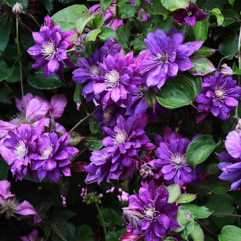 Flamenco Dancer Clematis