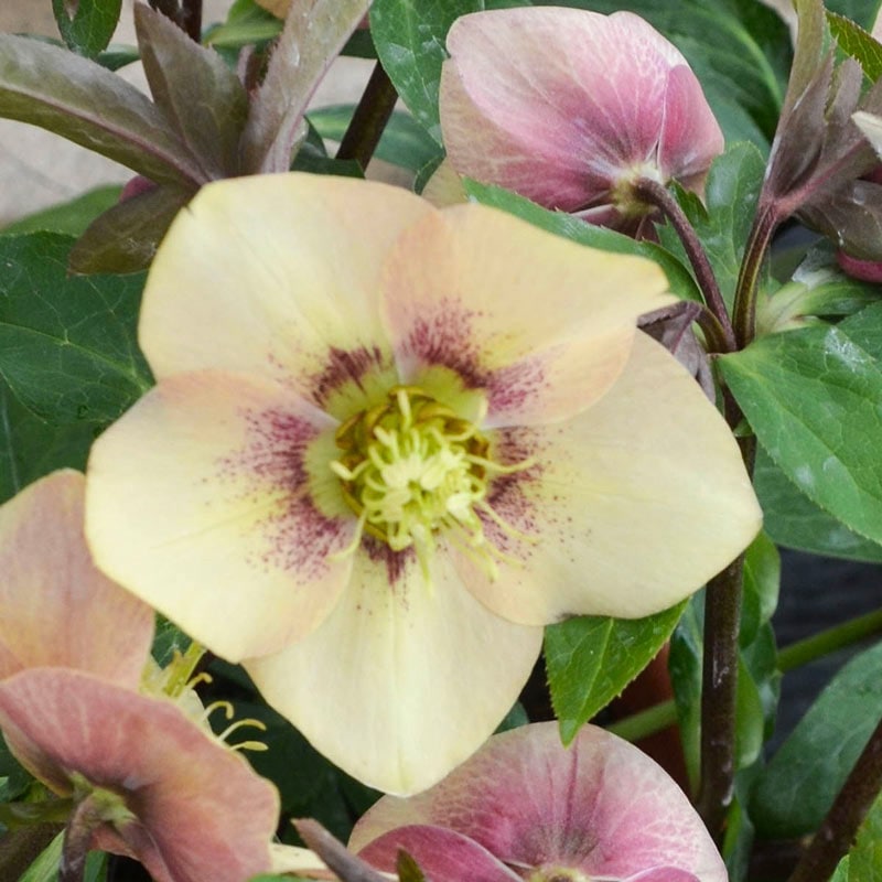 Sandy Shores Lenten Rose