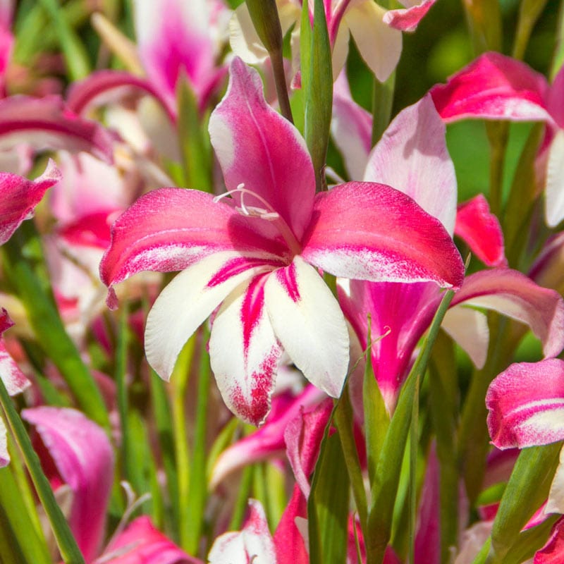 Galaxian Hardy Gladiolus