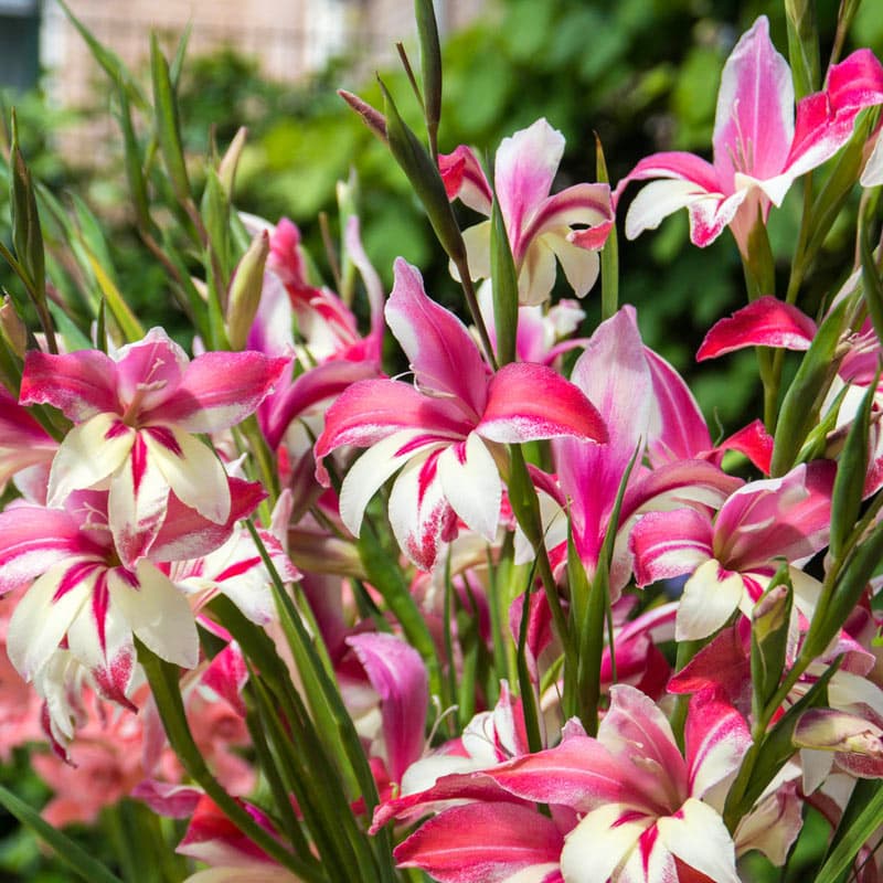 Galaxian Hardy Gladiolus