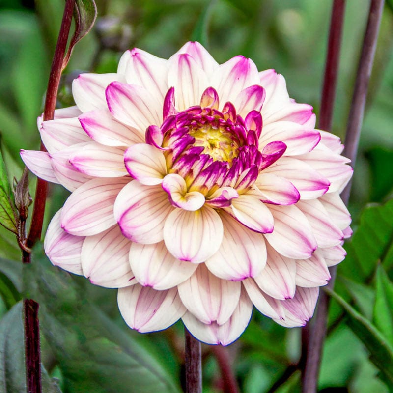 Flashback Dahlia