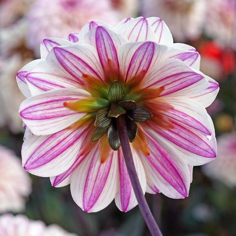 Flashback Dahlia