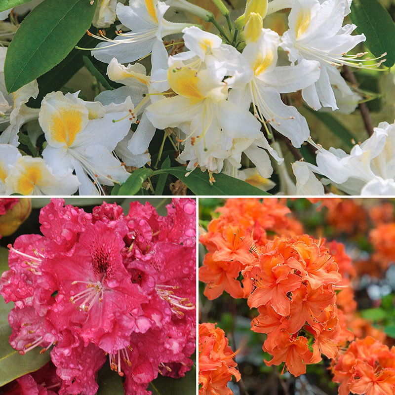 Bone Hardy Azalea Sampler