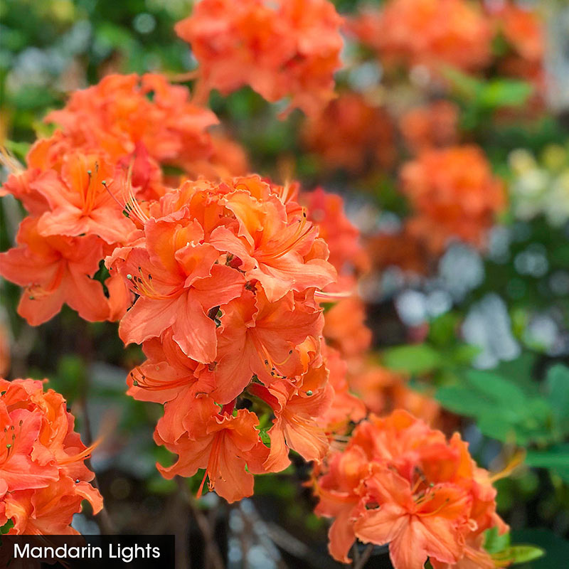 Bone Hardy Azalea Sampler